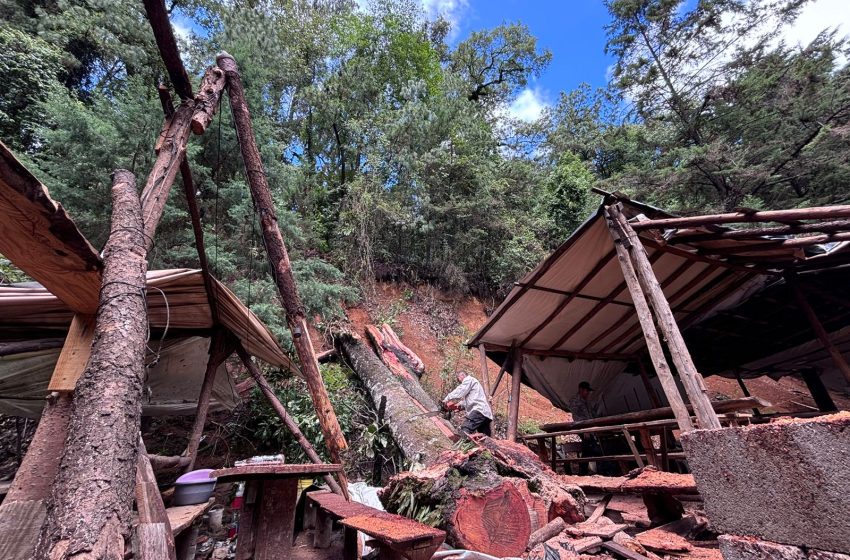  Advierten vecinos: hay más árboles en riesgo de colapso en Tenancingo